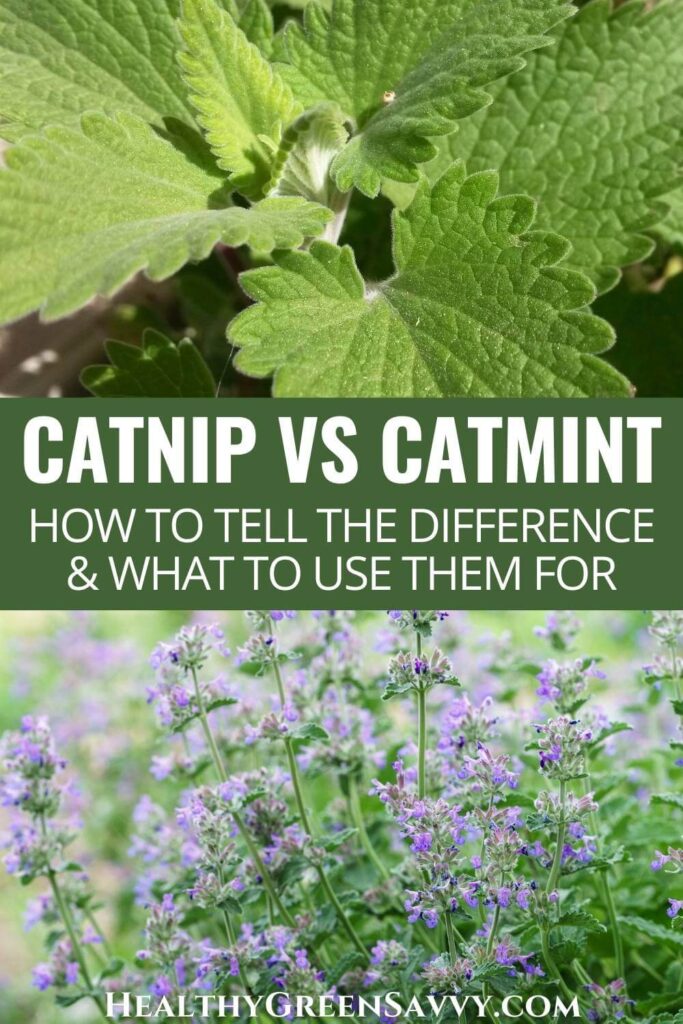 pin with photos of catnip leaves and catmint flowers with title text (catnip vs catmint)