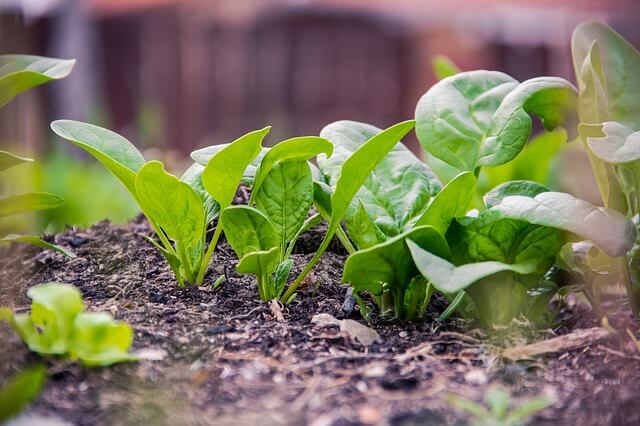 photo of spinach growing without spinach companion plants