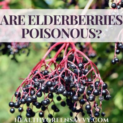 cover photo of elderberries growing plus title text overlay reading, are elderberries poisonous?