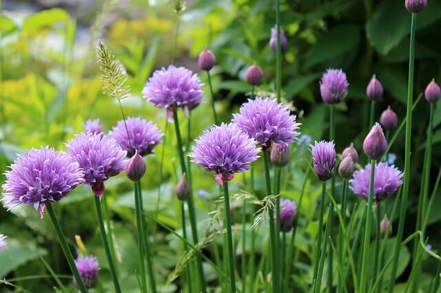 photo of spinach companion plant chives growing in garden