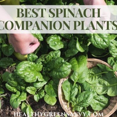cover photo of spinach plants growing