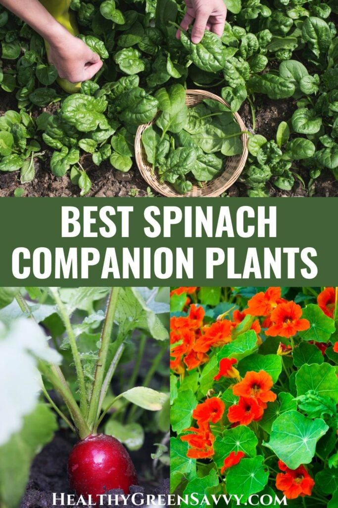 pin with photos of spinach growing plus companion plants for spinach radish and nasturtium