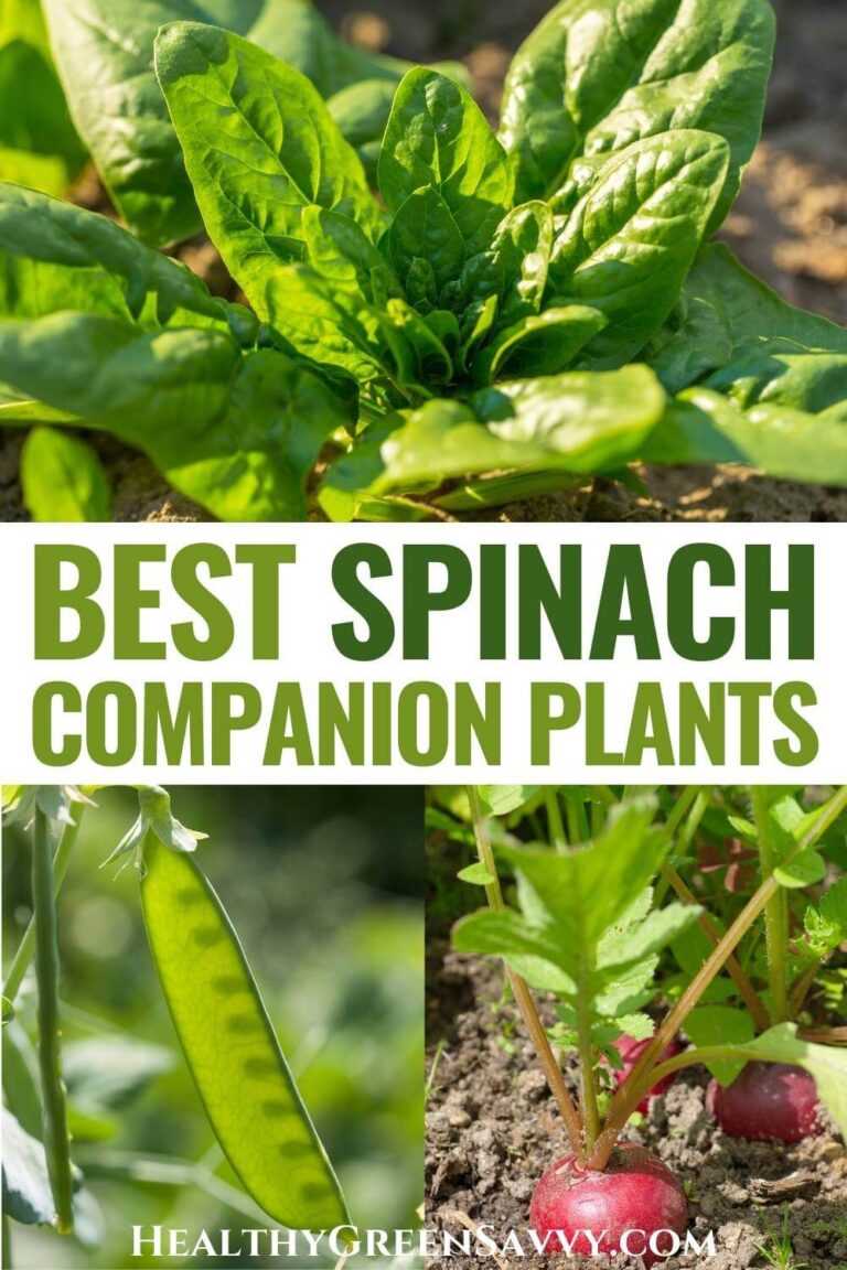 35+ Best Spinach Companion Plants {Plus 2 to Avoid}