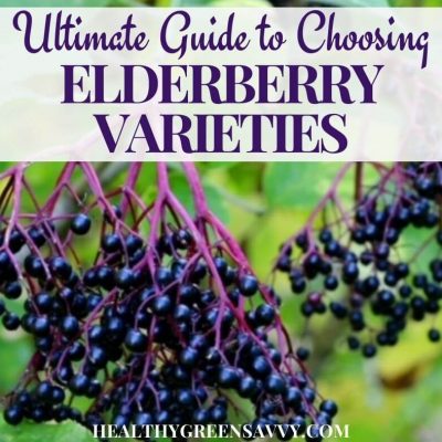 cover photo of black elderberry variety growing with title text overlay