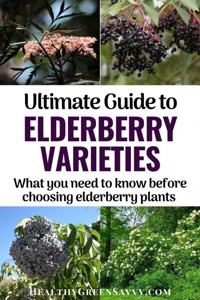 pin with photo of four elderberry varieties showing leaves, flowers, and berries
