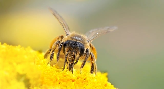 photo of a bee feeding on flower left to bloom during No Mow May