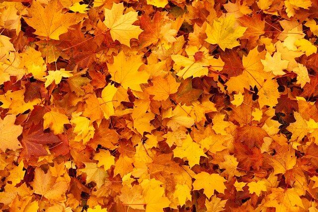 photo of fall leaves