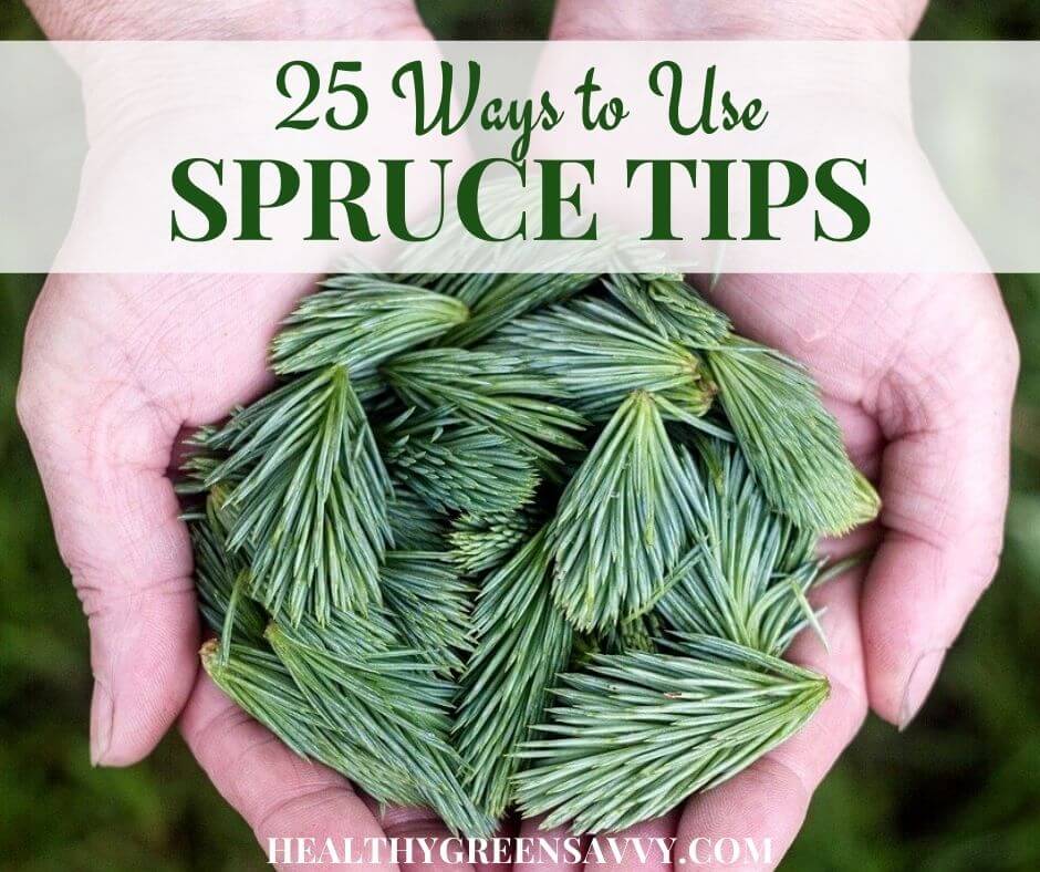 Gather up some spruce tips and get ready to have some fun in the kitchen! These 25 spruce tip recipes will have you enjoying this fun foraged food in so many ways. #sprucetips #foraging #spruce #sprucetiprecipes cover photo of hands holding spruce tips with title text overlay