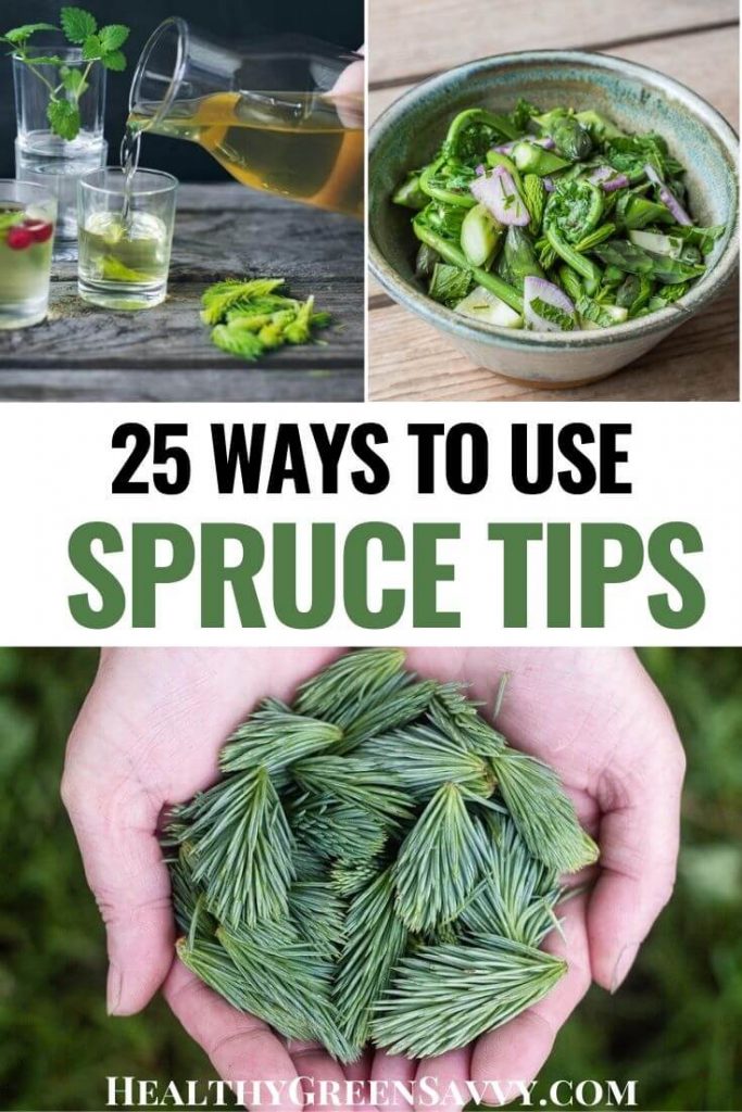 pin with photos of spruce tip recipes and hands holding spruce tips and title text