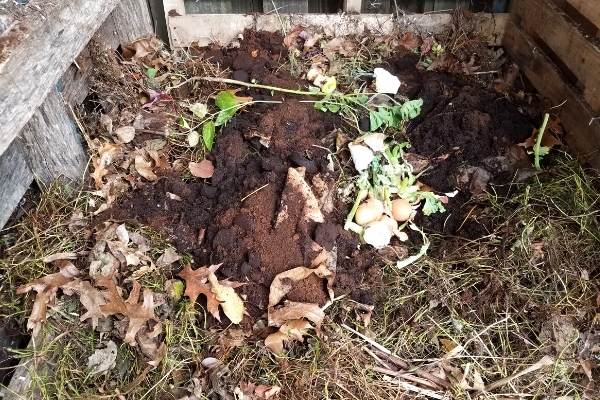 photo of coffee grounds in compost pile