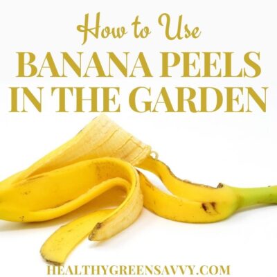 cover photo of banana peel for fertilizer with title text overlay