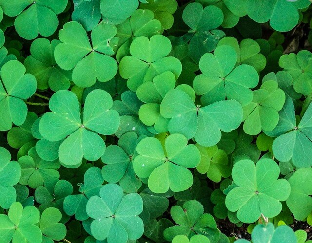 Wood Sorrel Sour Grass An Edible Medicinal Wild Plant Wood Sorrel Sour Grass An Edible Medicinal Wild Plant