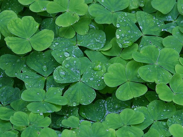 Wood Sorrel / Sour Grass: An & Medicinal Wild Plant