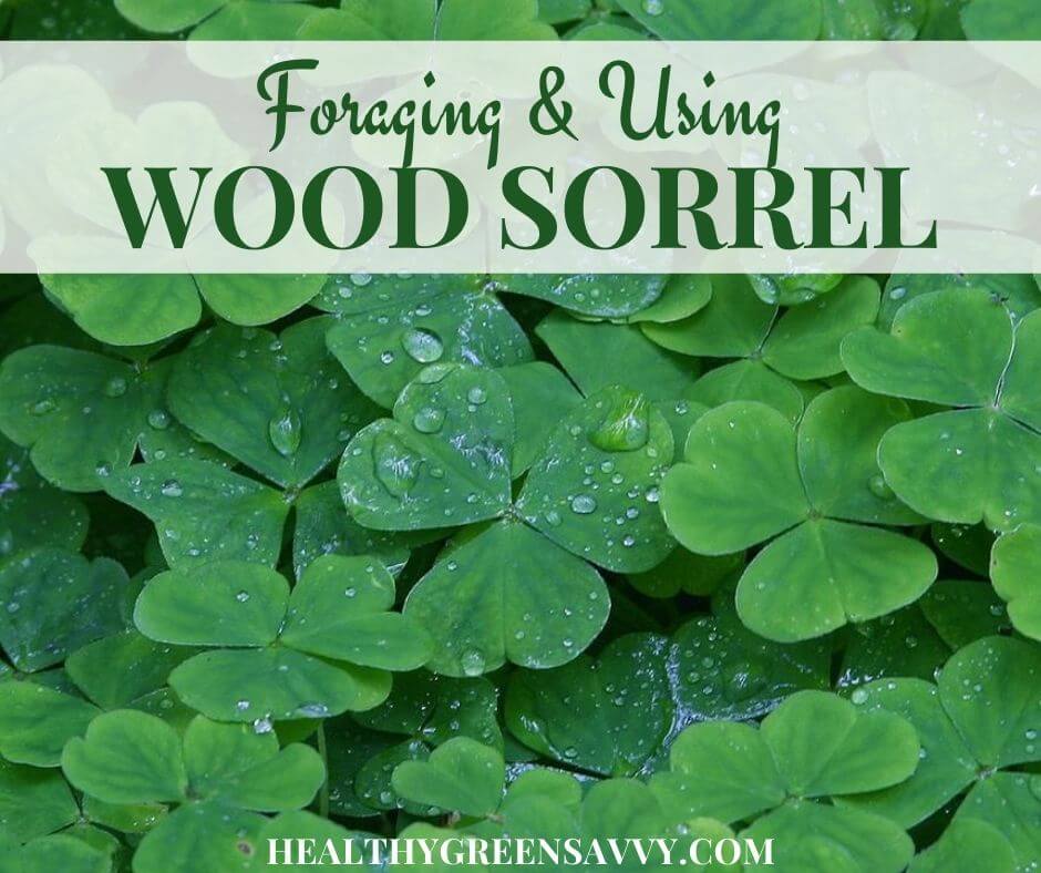 cover photo of sour grass wood sorrel leaves with title text overlay