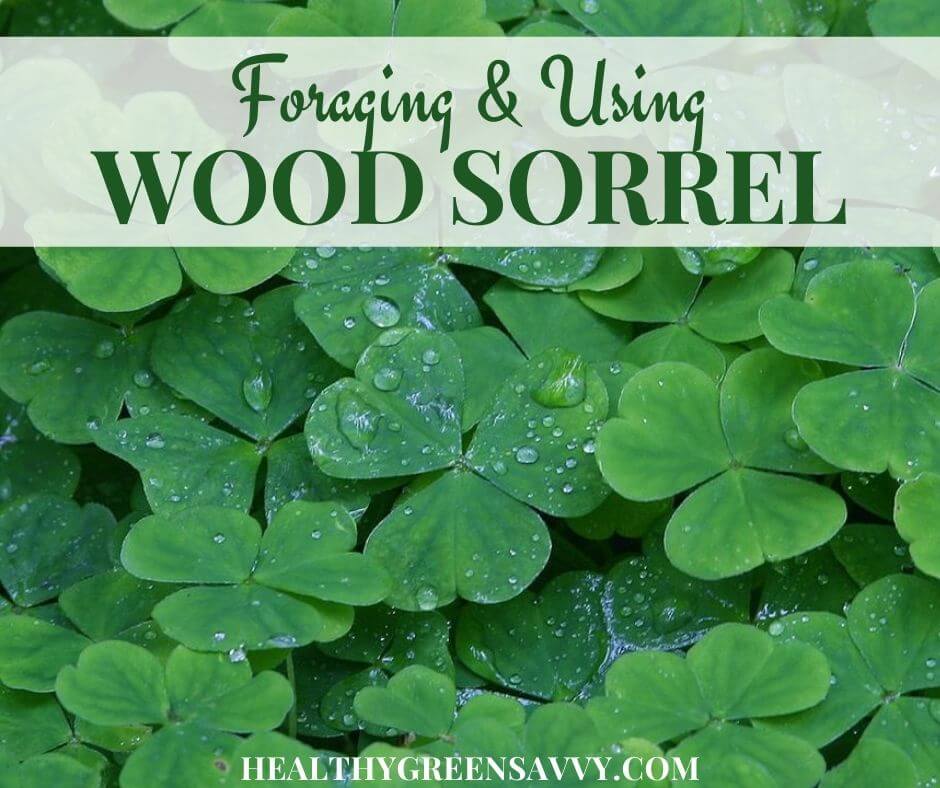 Wood Sorrel Sour Grass An Edible Medicinal Wild Plant