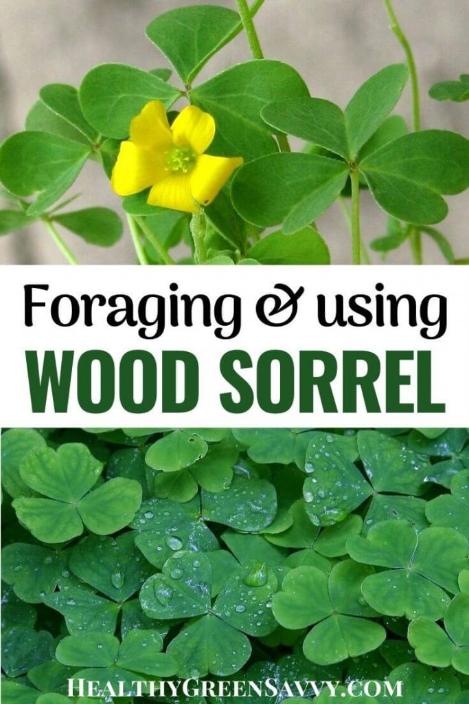 Wood Sorrel Sour Grass An Edible Medicinal Wild Plant Wood Sorrel Sour Grass An Edible Medicinal Wild Plant