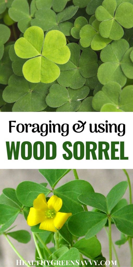 Wood Sorrel Sour Grass An Edible Medicinal Wild Plant Wood Sorrel Sour Grass An Edible Medicinal Wild Plant