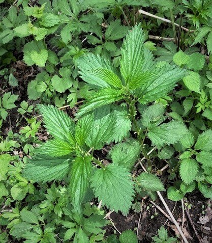 photo of stinging nettles, which have less rounded leaves than Canadian wood nettle