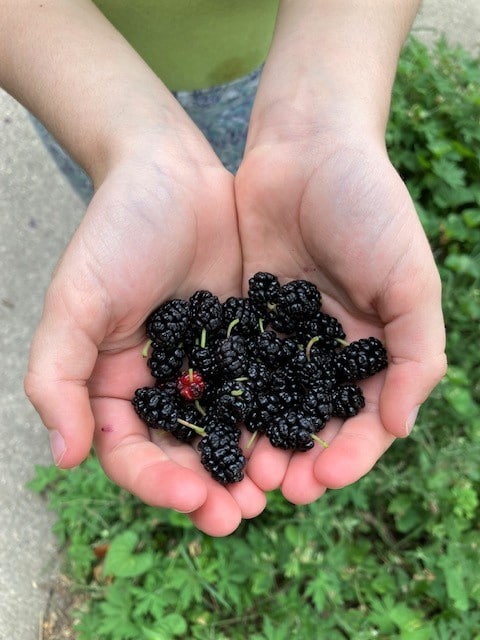 photo of hands holding edible mulberries foraged from tree