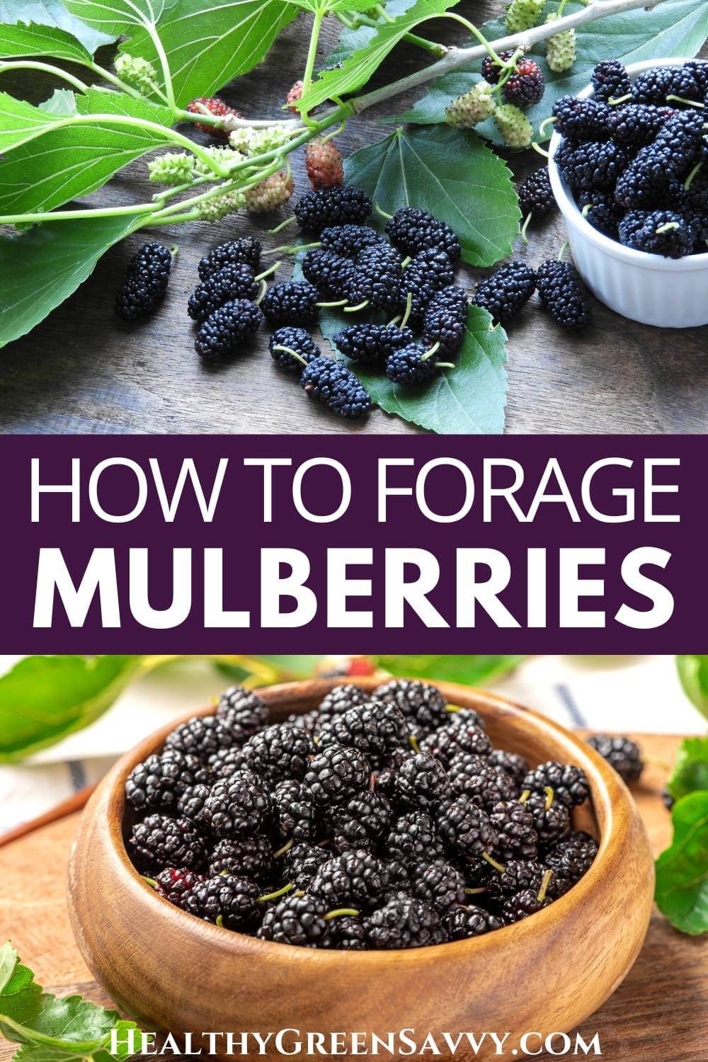 Identifying Mulberries, a Delicious Edible Wild Fruit