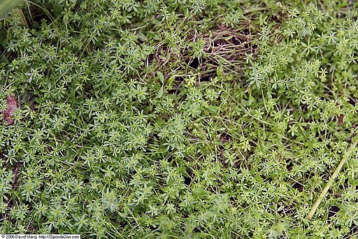 Photo of cleavers plant relative Galium verum or lady's bedstraw by David J. Stang