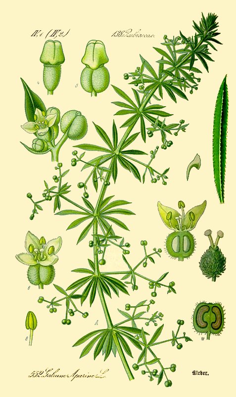 botanical drawing of cleavers plant by Otto Wilhelm Thome