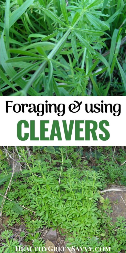 pin with photos of cleavers plant and title text