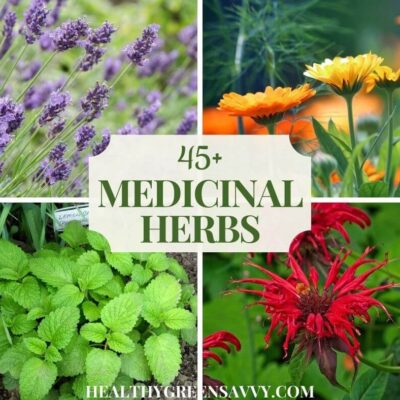 cover photo of some of the many herbs to consider when starting a medicinal herb garden: lavender, calendula, lemon balm, bee balm