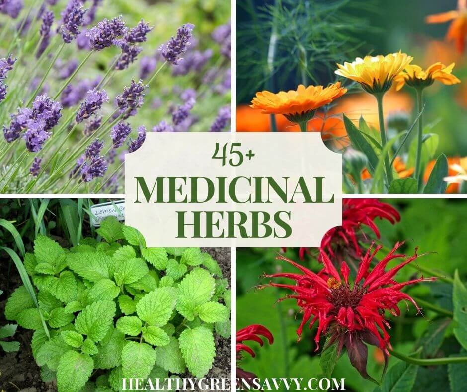 cover photo of some of the many herbs to consider when starting a medicinal herb garden: lavender, calendula, lemon balm, bee balm