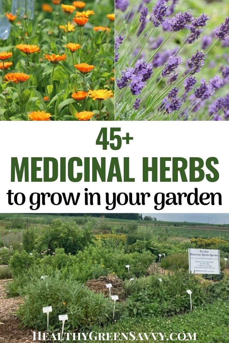 Growing a Medicinal Herb Garden 45 Medicinal Garden Plants