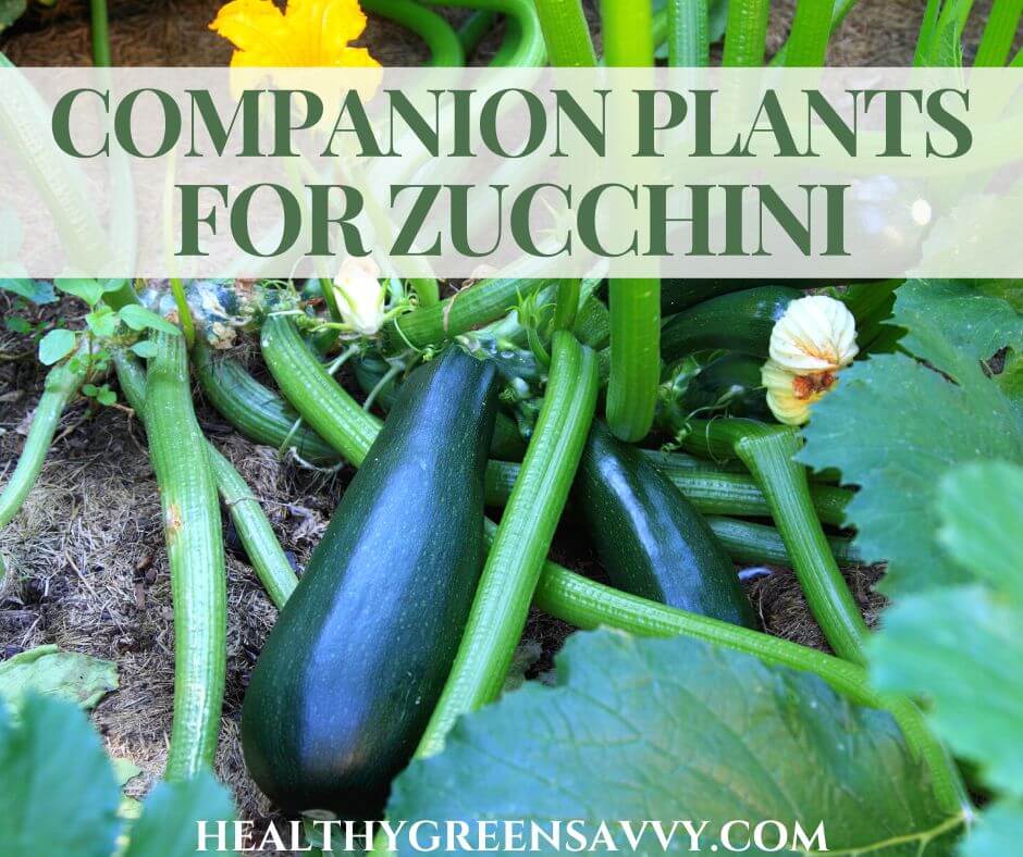 cover photo of zucchini plant growing with title text (Companion Plants for Zucchini)