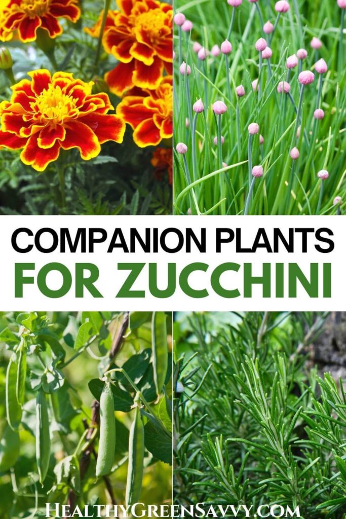pin with photos of zucchini companion plants marigolds, chives, peas, and rosemary with title text