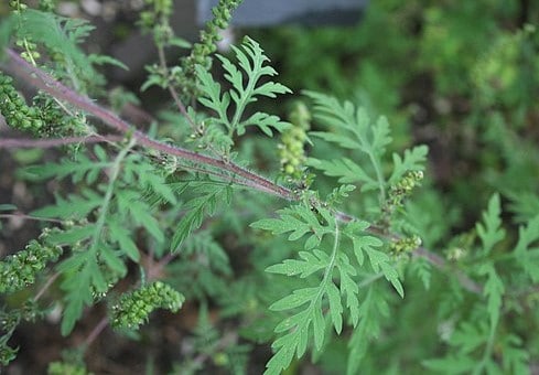 photo of ragweed growing