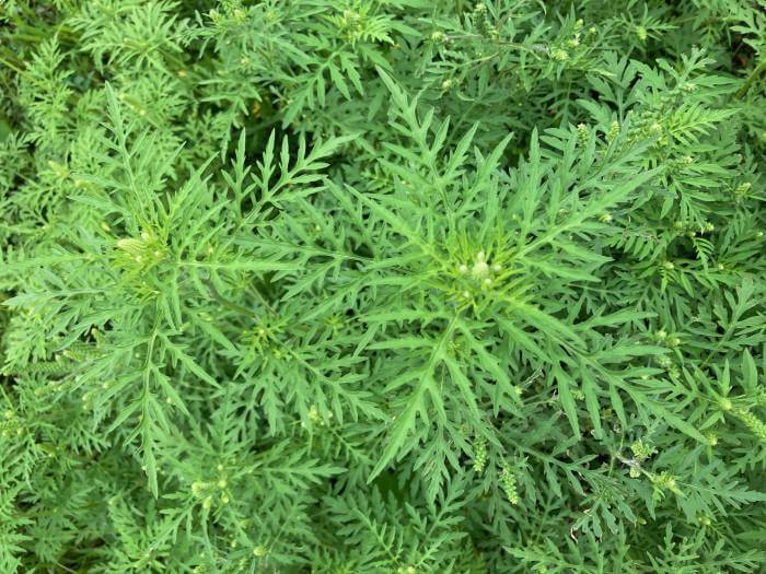 photo of ragweed plants growing in late summer
