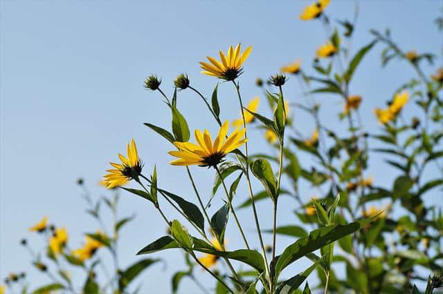 photo of sunchoke flowers growing