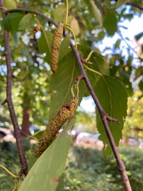 photo of birch leaves and catkins