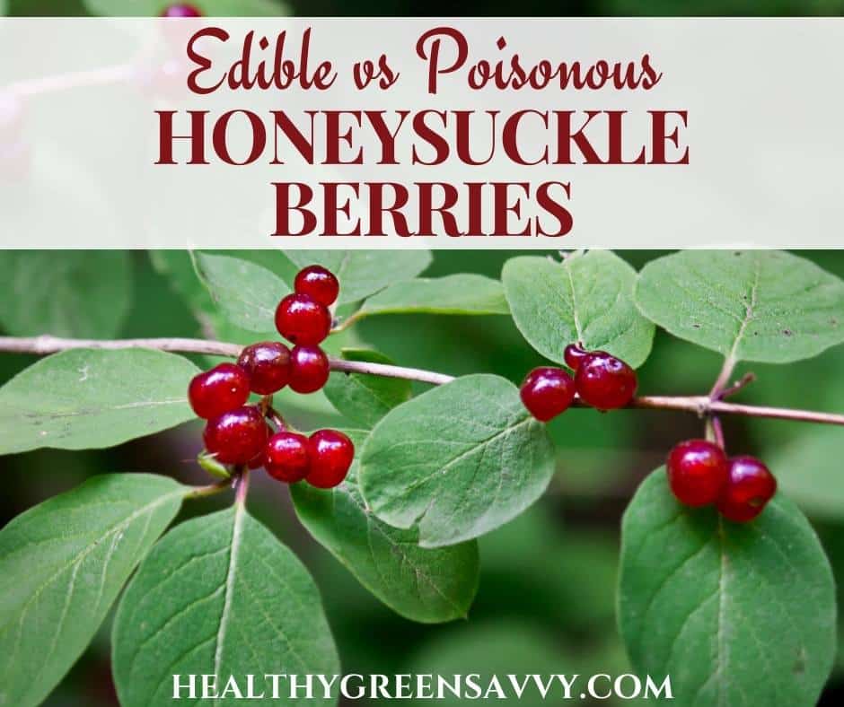 cover photo of poisonous honeysuckle berries plus title text (are honeysuckle berries edible?)