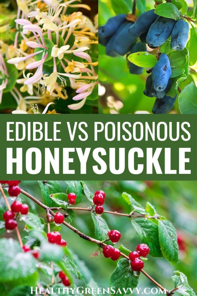 pin with photos of edible honeysuckle flowers and fruit, and poisonous honeysuckle berries plus title text