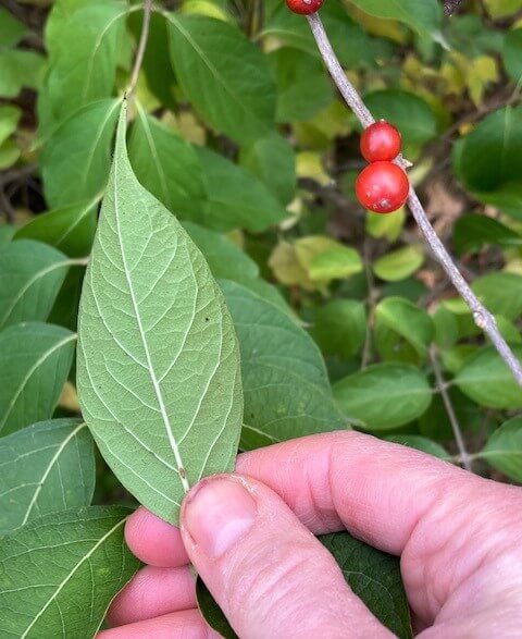 photo of under side of poisonous honeysuckle leaf