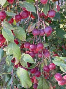 11 Best Uses for Crab Apples (Yep, You Can Eat Them!)