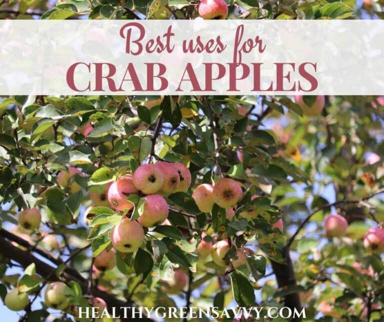 11 Best Uses for Crab Apples (Yep, You Can Eat Them!)