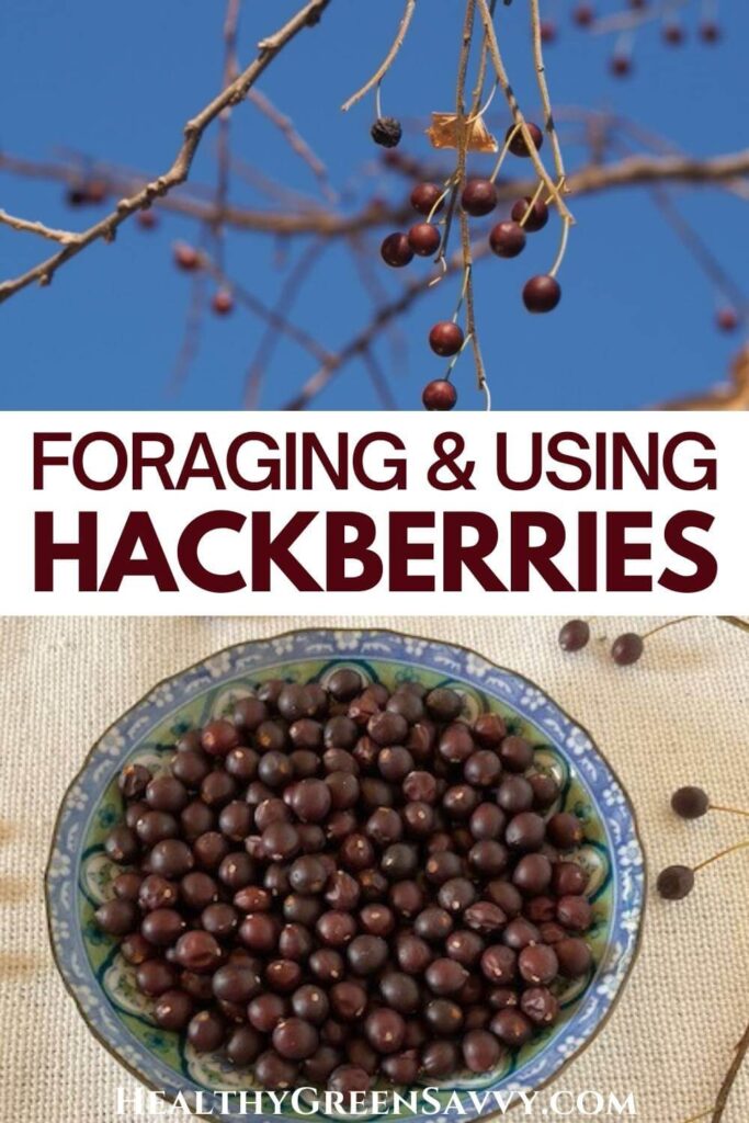 pin with photos of hackberry fruit growing on tree and foraged hackberries in dish with title text