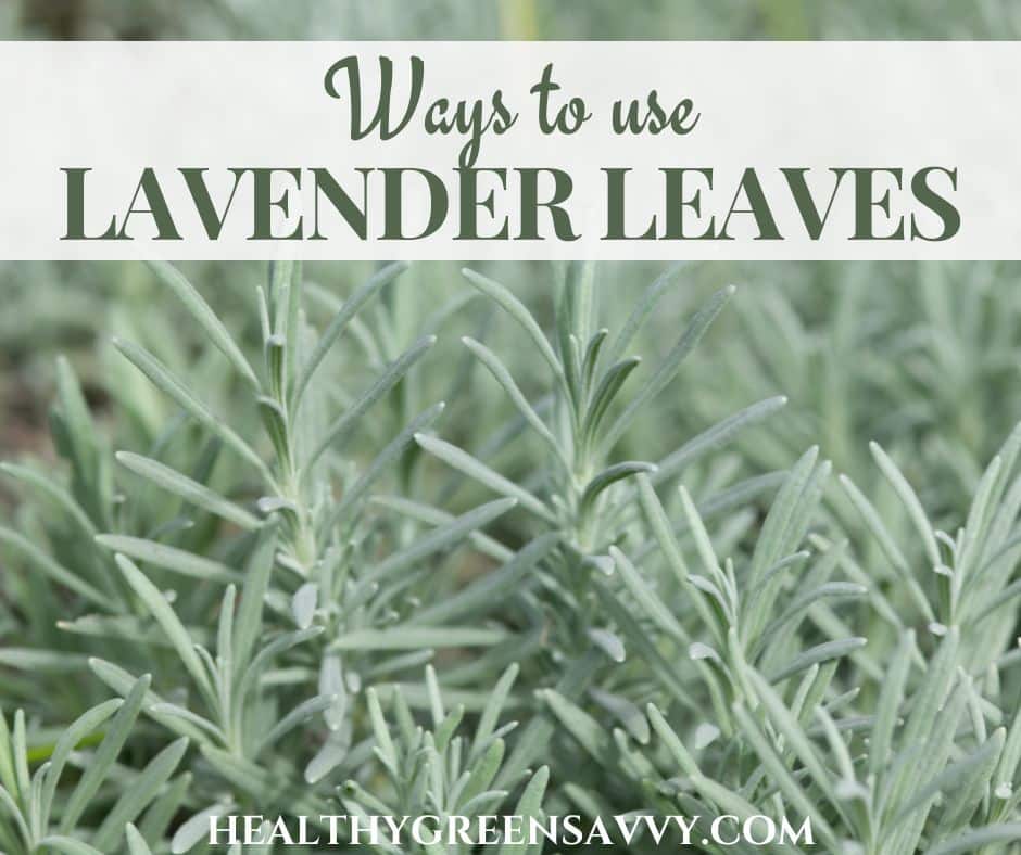 How To Dry Lavender In Different Ways