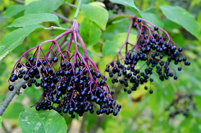 photo of elderberries growing