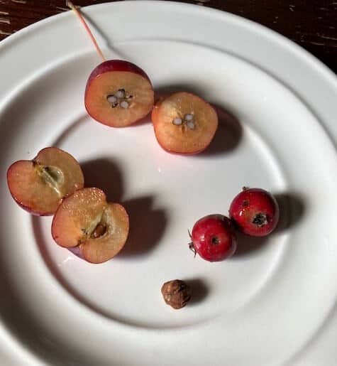 photo of crabapples next to hawthorn berries on plate cut open to show seeds