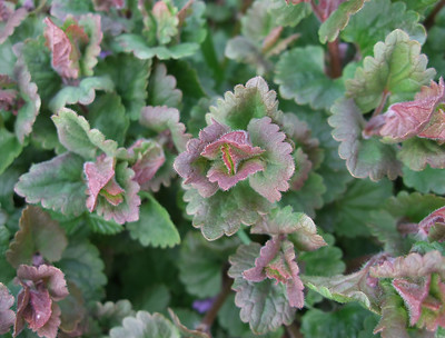 closeup of creeping Charlie leaves by Lawn Health