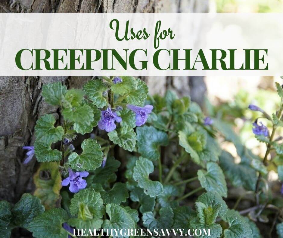 Image of Ground ivy used as a ground cover