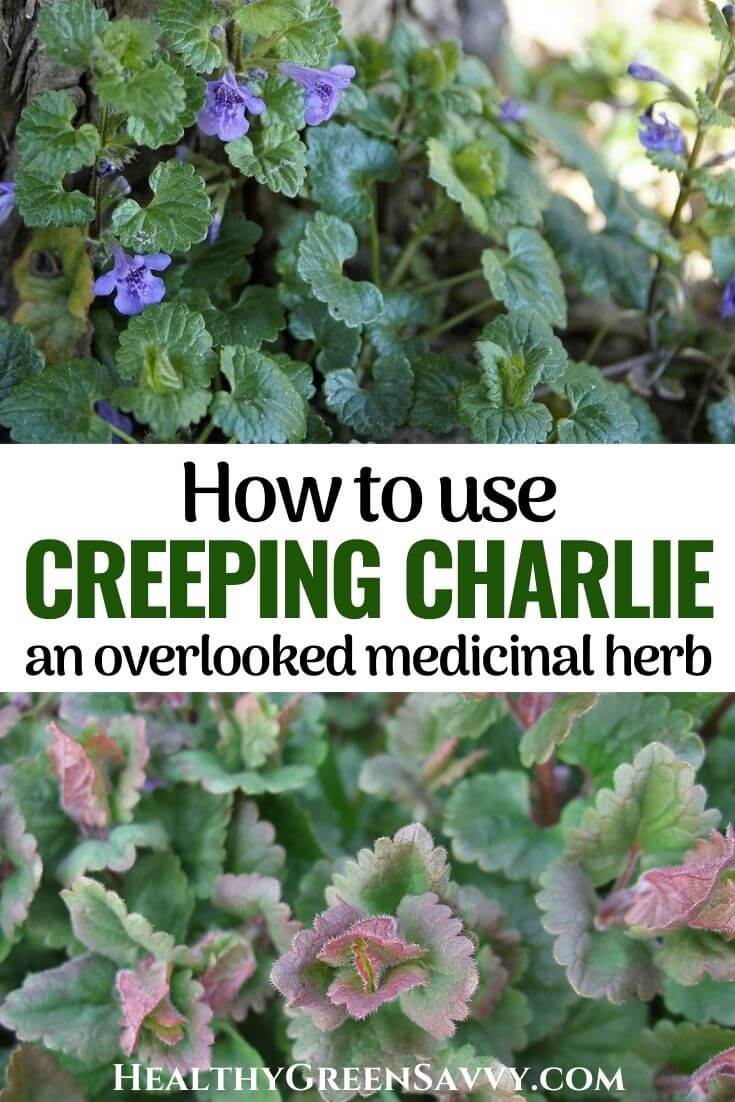 15+ Creeping Charlie Uses, An Overlooked Medicinal Herb