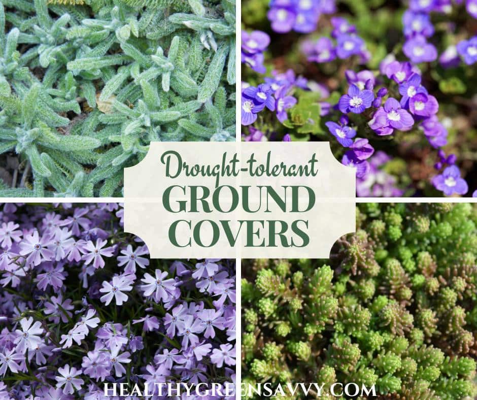 cover photo collage of drought-tolerant ground covers woolly yarrow, Turkish speedwell, creeping phlox, and sedum