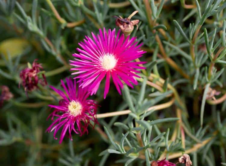 photo of drought-tolerant ground cover ice plant